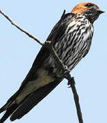 Lesser Striped Swallow