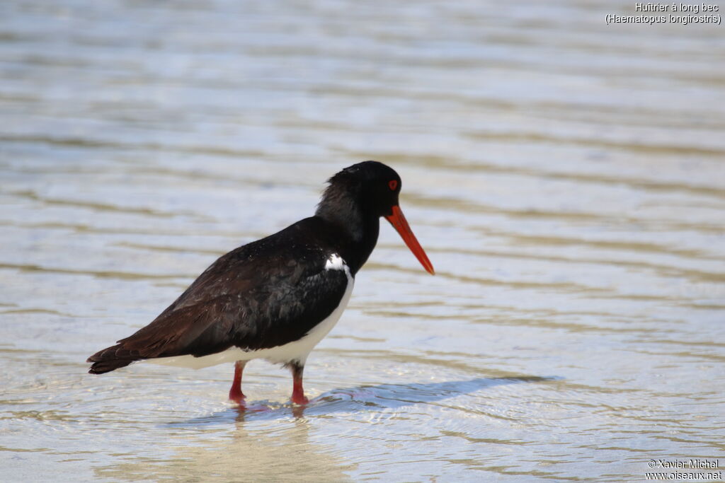 Pied Oystercatcheradult, identification, fishing/hunting