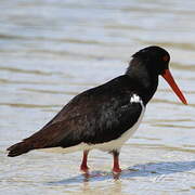 Pied Oystercatcher