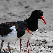 Pied Oystercatcher