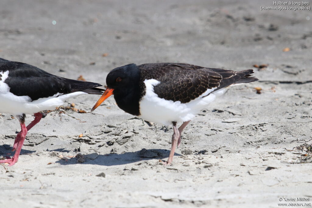 Pied Oystercatcherjuvenile