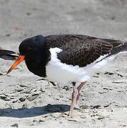 Pied Oystercatcher