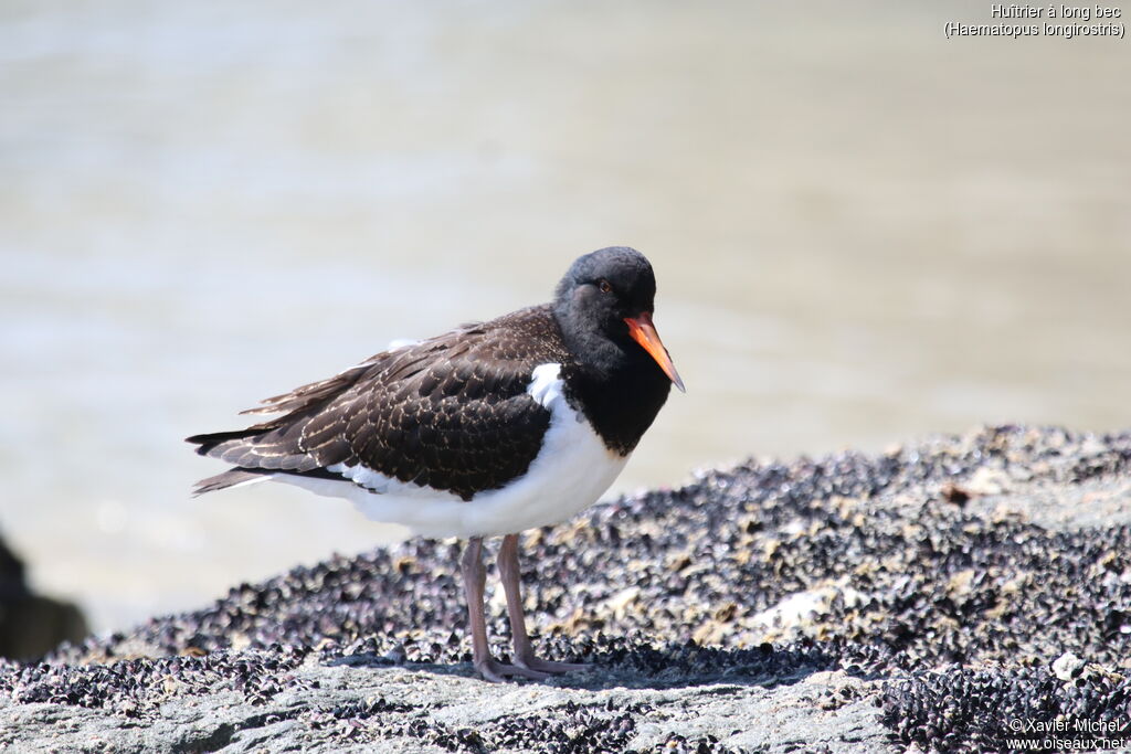 Pied Oystercatcherjuvenile