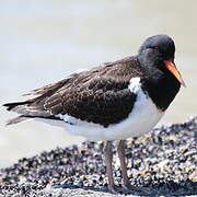 Pied Oystercatcher