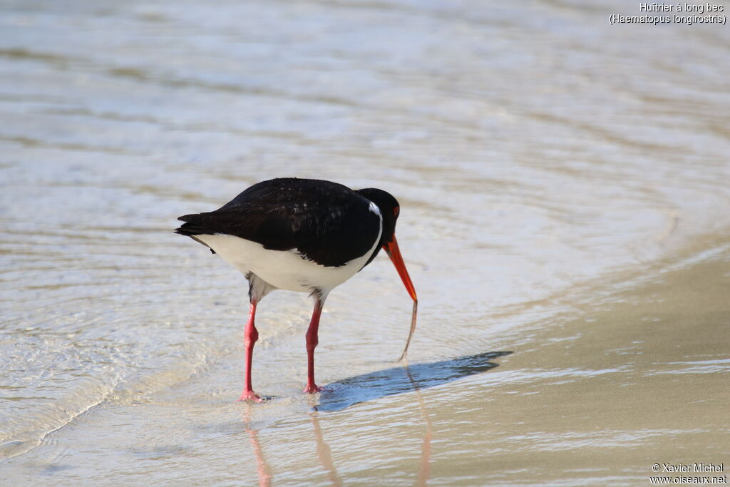 Pied Oystercatcheradult, eats