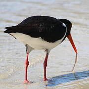 Pied Oystercatcher