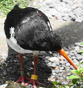 South Island Oystercatcher