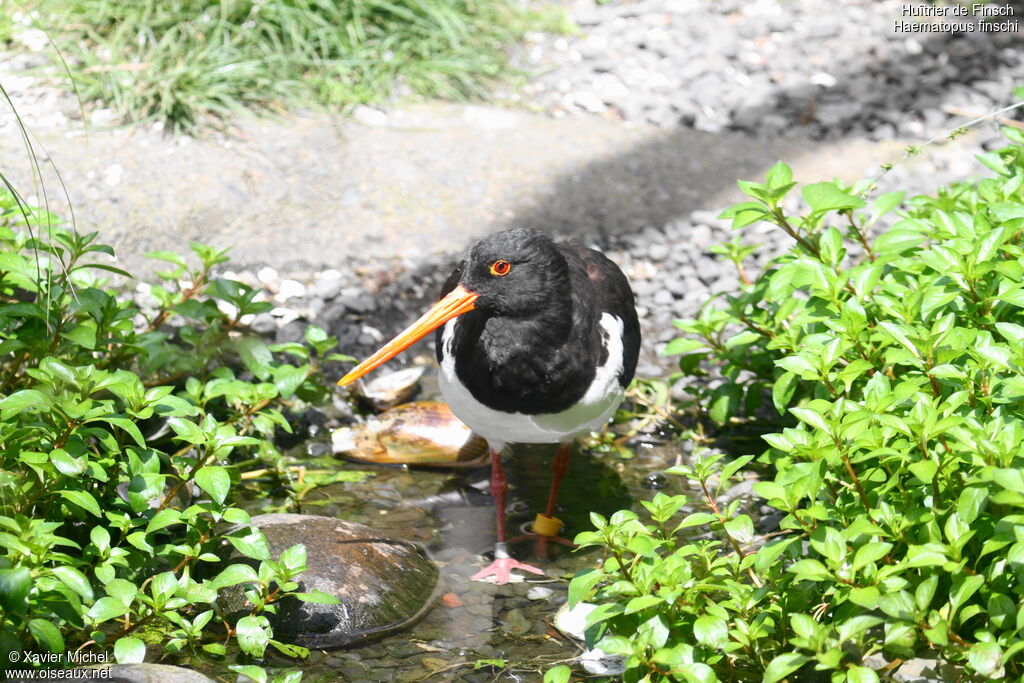 South Island Oystercatcheradult, identification