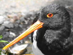 South Island Oystercatcher