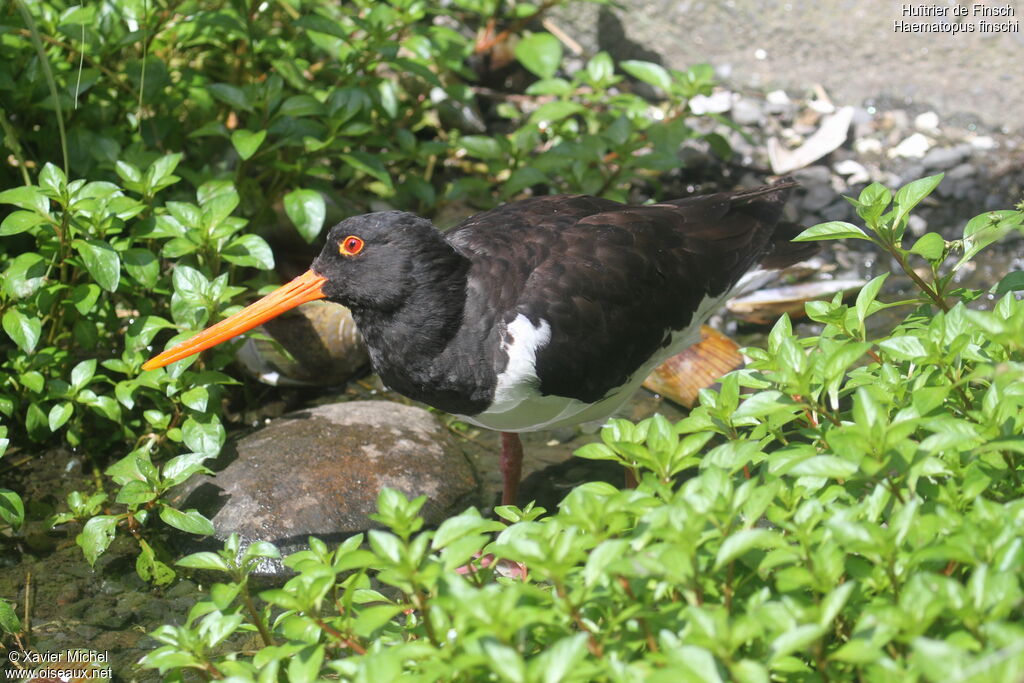 South Island Oystercatcher, identification