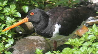 South Island Oystercatcher