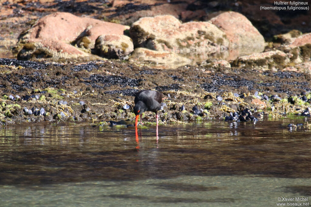 Huîtrier fuligineuxadulte, pêche/chasse