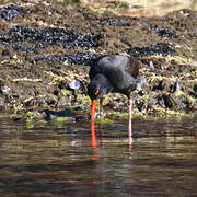 Sooty Oystercatcher