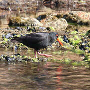 Sooty Oystercatcher