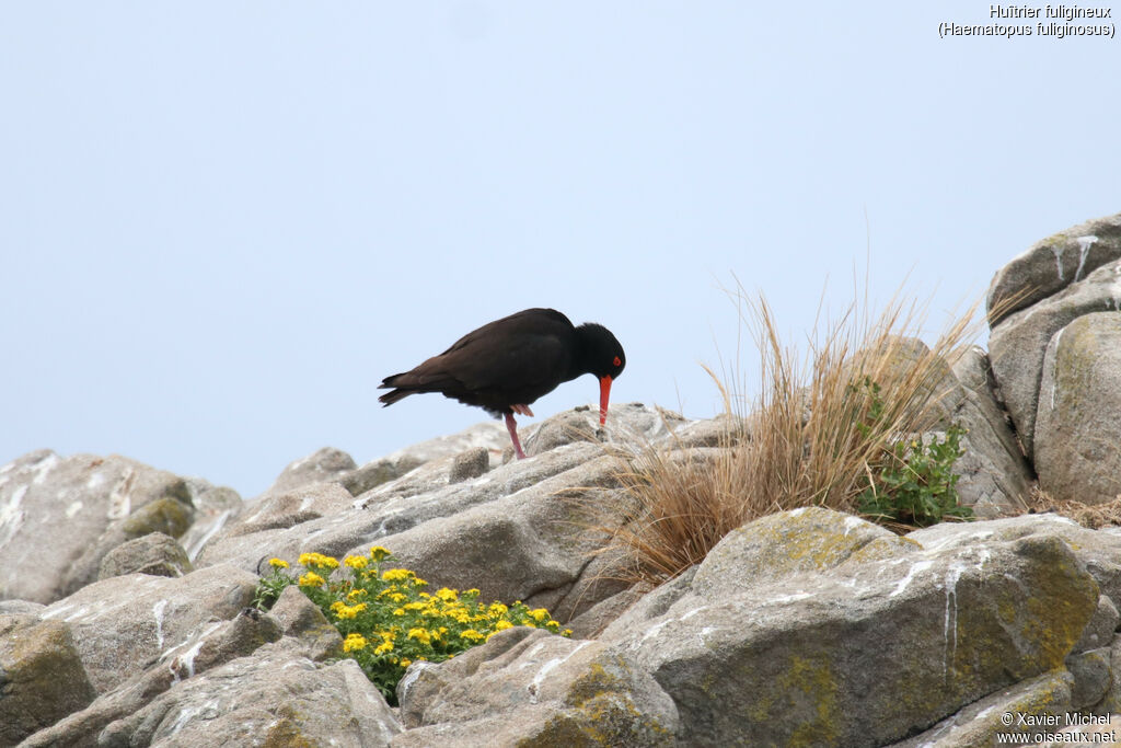 Sooty Oystercatcheradult