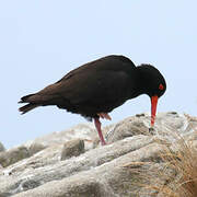 Sooty Oystercatcher