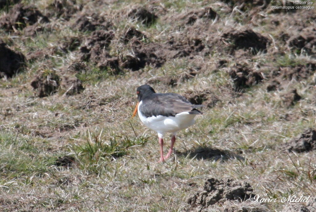 Eurasian Oystercatcheradult