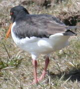 Eurasian Oystercatcher