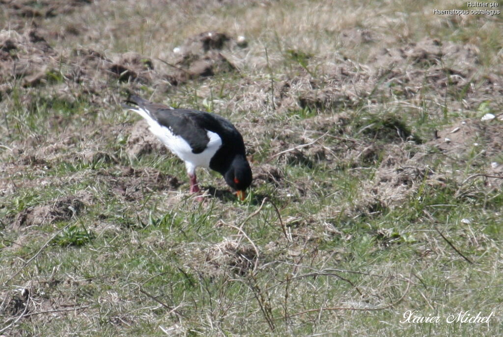 Eurasian Oystercatcheradult