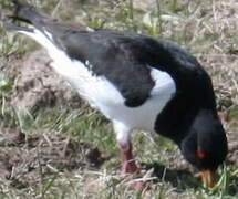 Eurasian Oystercatcher