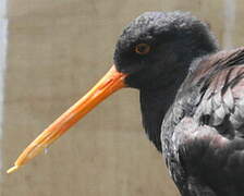 Variable Oystercatcher