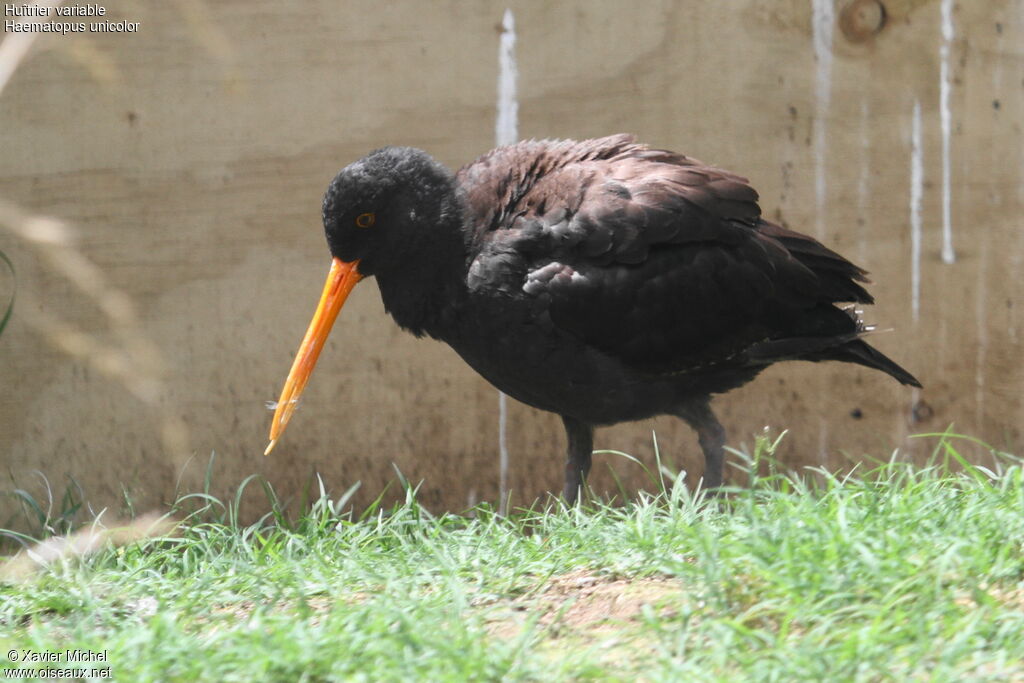 Variable Oystercatcher