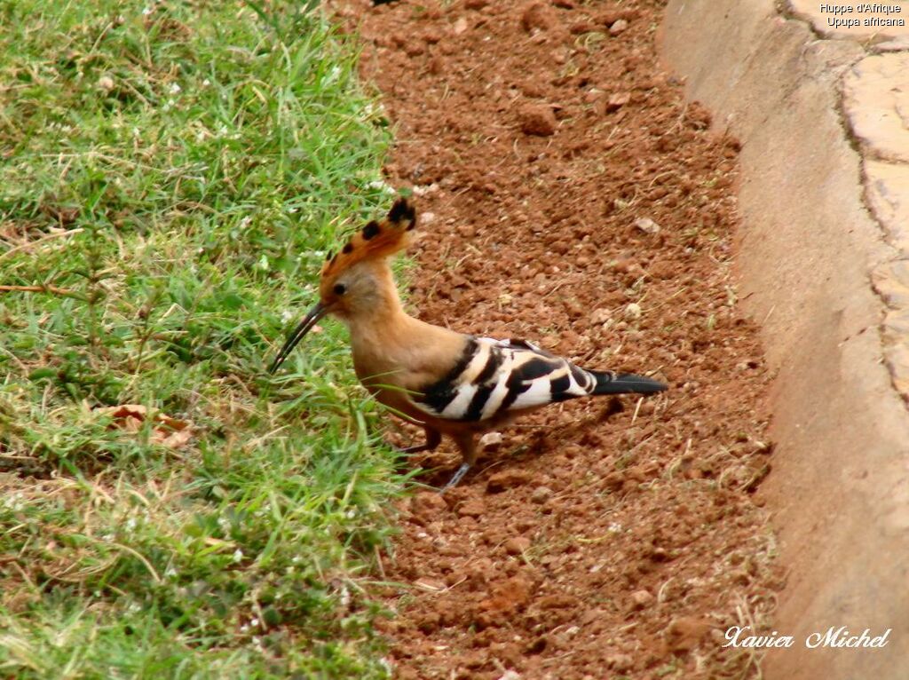 African Hoopoe