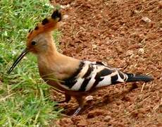 African Hoopoe