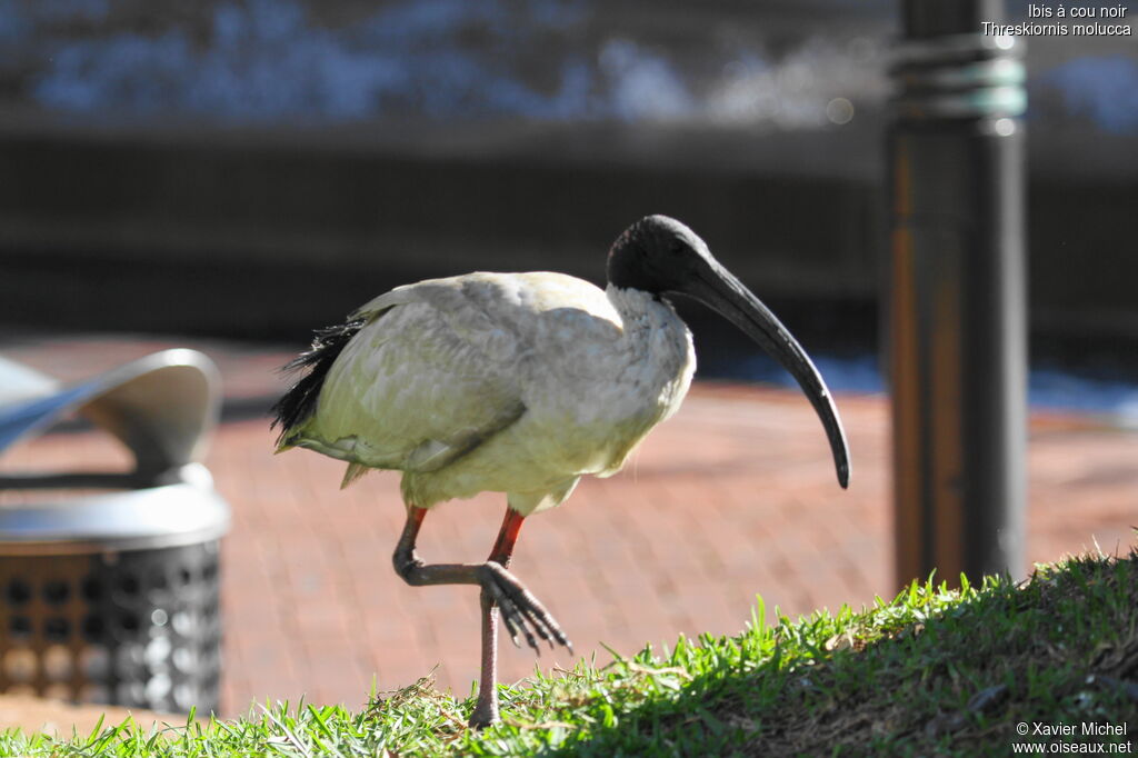 Ibis à cou noir mâle, identification