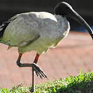 Ibis à cou noir