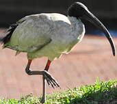 Ibis à cou noir