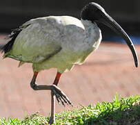 Ibis à cou noir