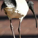 Ibis à cou noir