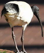 Australian White Ibis