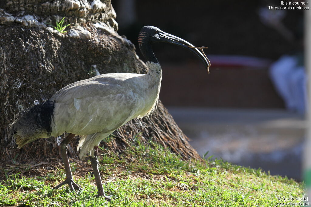 Australian White Ibis