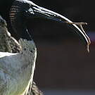 Ibis à cou noir
