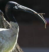 Australian White Ibis