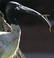 Ibis à cou noir