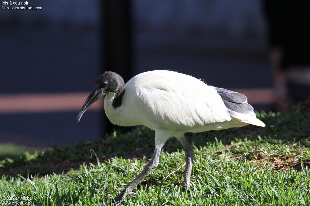 Ibis à cou noir femelle immature, identification