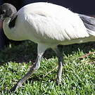 Ibis à cou noir
