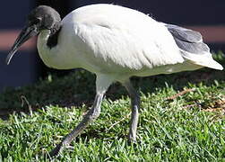 Ibis à cou noir