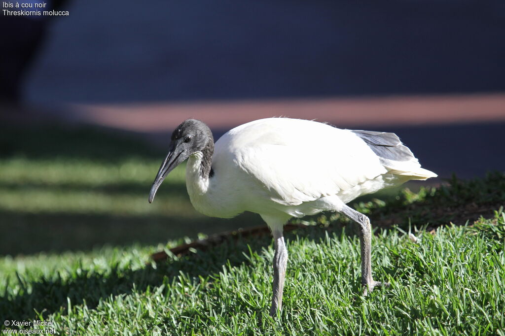 Australian White Ibis female immature