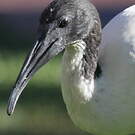 Ibis à cou noir