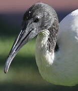 Ibis à cou noir