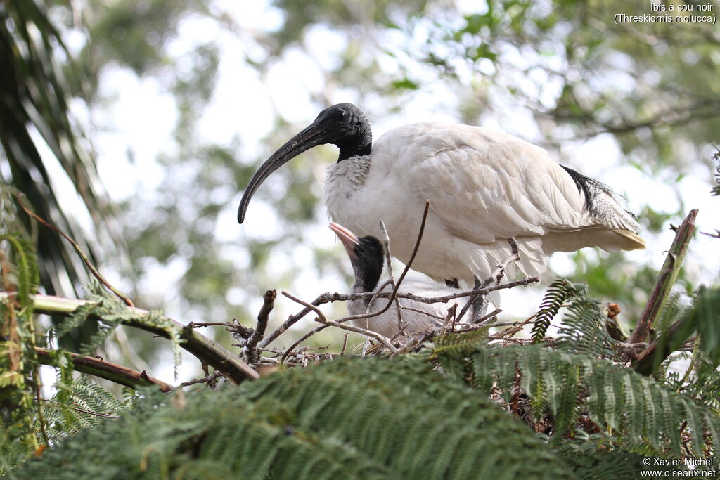 Ibis à cou noir, Nidification