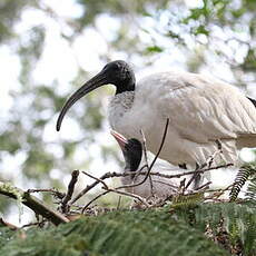 Ibis à cou noir