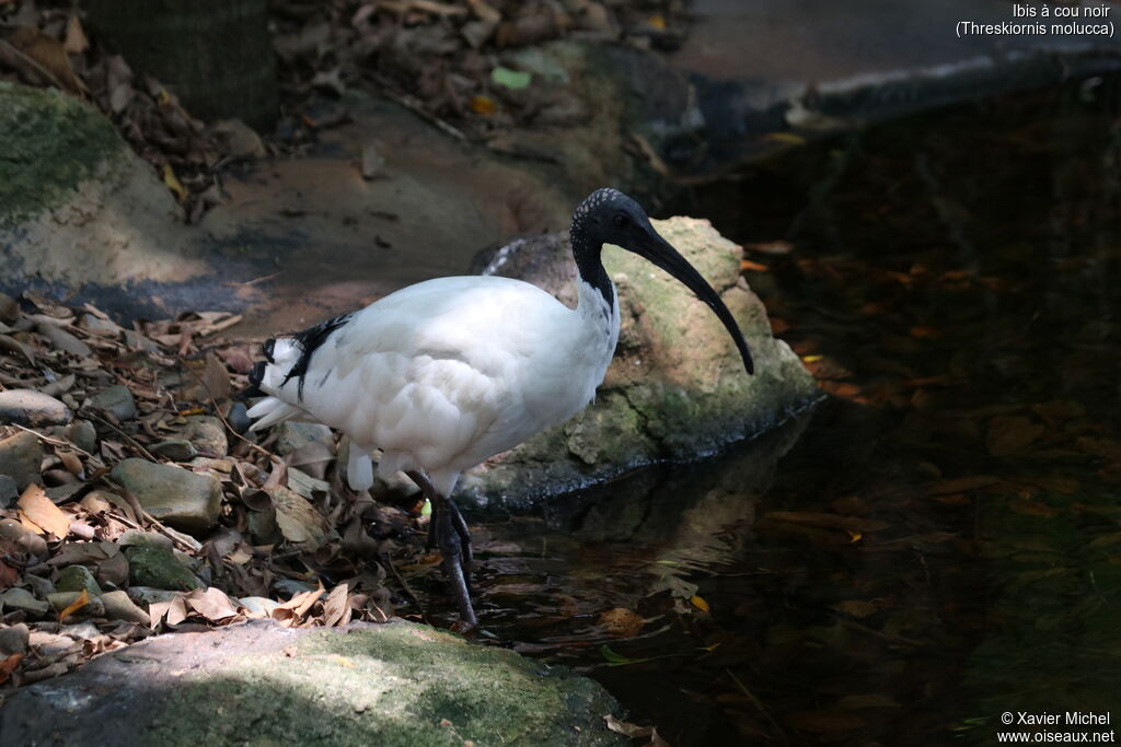 Ibis à cou noiradulte