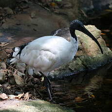 Ibis à cou noir