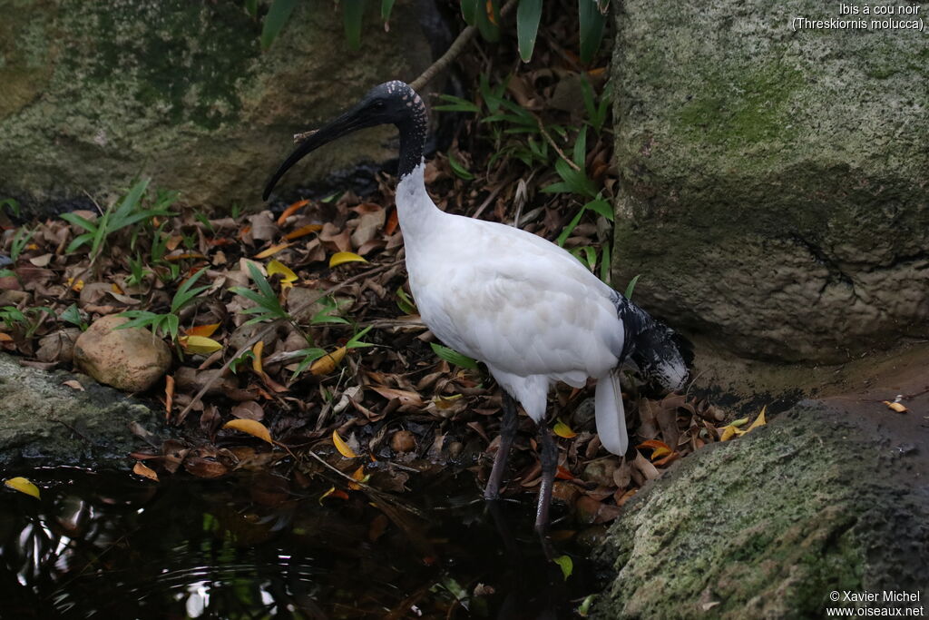 Ibis à cou noiradulte