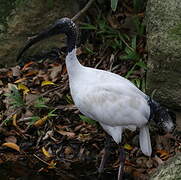 Australian White Ibis